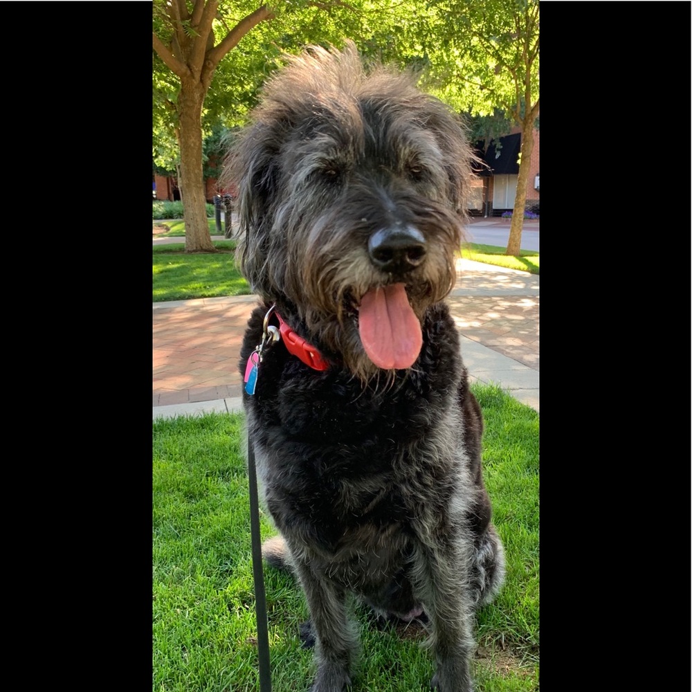 Meet your Posher, Ahrie